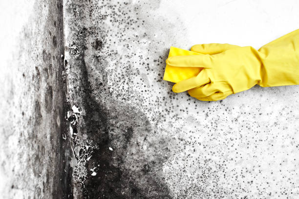 Best Mold Remediation Experts  in Hummelstown, PA