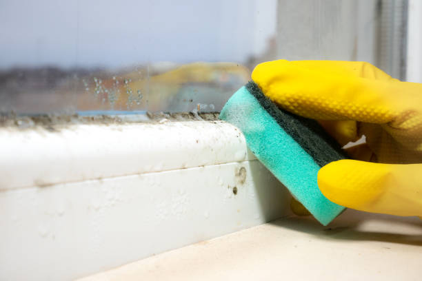 Best Mold Damage Repair  in Hummelstown, PA