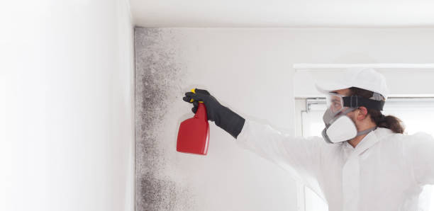 Best Affordable Mold Removal  in Hummelstown, PA