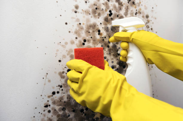Reliable Hummelstown, PA Mold Removal Solutions