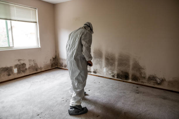 Best Certified Mold Removal  in Hummelstown, PA