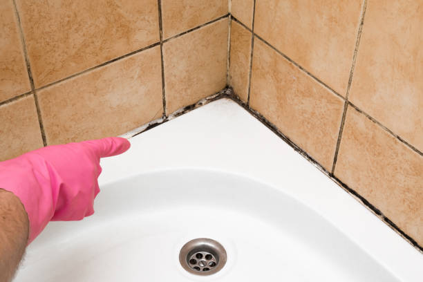 Best Professional Mold Removal  in Hummelstown, PA